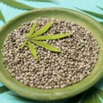 Rola nasion w badaniach nad medyczną marihuaną