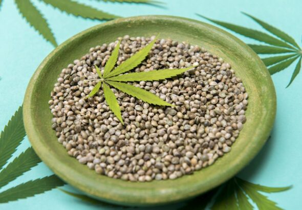 Rola nasion w badaniach nad medyczną marihuaną